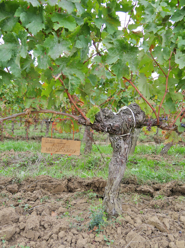 Виноградник на урожай